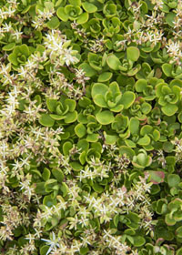 Sedum ternatum 'Larinem Park'                     